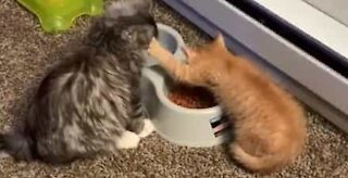 Cat protects food from other cat while eating it