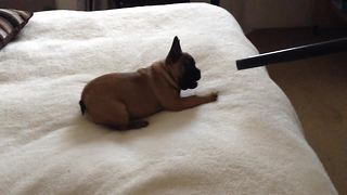French Bulldog puppy loves the vacuum cleaner