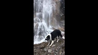 Dog doesn’t even notice waterfall!