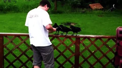 Rescued Baby Crows Return Each Spring To Greet Their Saviors