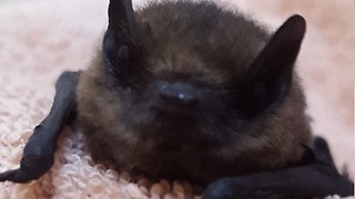 Baby bat heroically rescued from attic