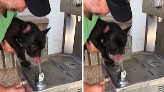 Man holds his dog at the water fountain for a drink