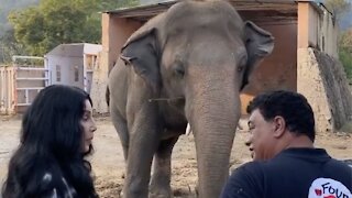 Cher Helps 'World's Loneliest Elephant' Find A New Home