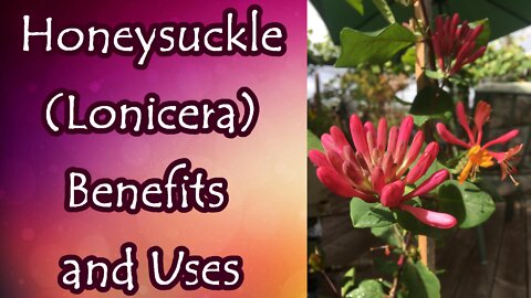 Honeysuckle Benefits and Uses