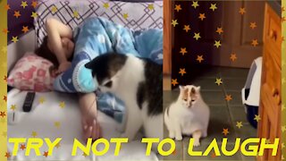 FUNNY CATS TRY NOT TO LAUGH TODAY