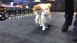 These cats have been trained to repeatedly jump over each other