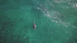 Sharks spotted near a popular Australian beach