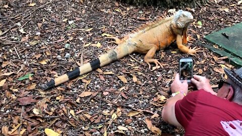 Huge Iguana Stands Motionless For Photoshoot
