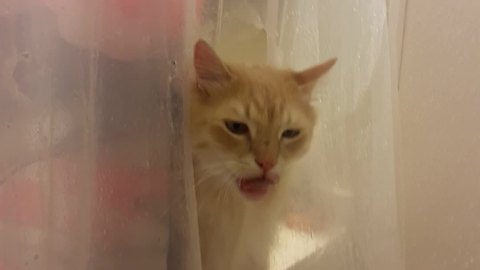Hilarious cat drinks water through shower curtain