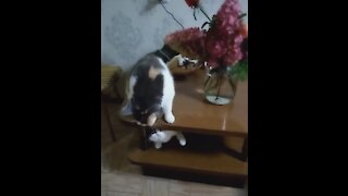 Funny cat under the table
