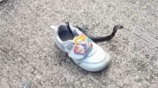 Cobra é encontrada dentro de sapato de criança