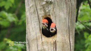 Baby woodpeckers make a comical scene calling for their parents