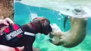 Service dog plays with otter at the zoo