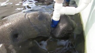 Funny rescued manatee tries to steal buddy's bottle