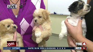 Lee County Domestic Animal Services holds dog bite prevention seminar for kids