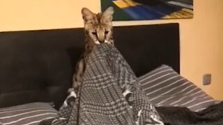 Playtime with a Savannah cat is both thrilling and adorable