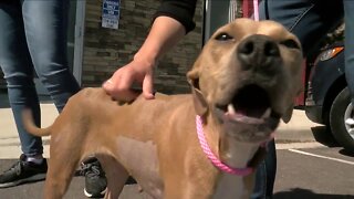 Abused dog gets second chance at life in Colorado