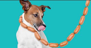 Dog steals sausage