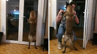 Malinois absolutely ecstatic to greet his 'long absent' owner