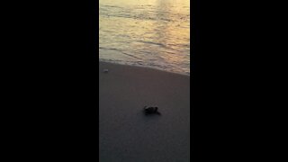 Newborn loggerhead sea turtle safely makes it to sea