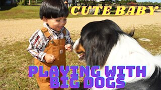 Cute Baby Playing with BIG DOGS