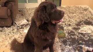 Guilty Newfoundland puppy makes huge mess