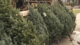What makes the best real Christmas Tree?