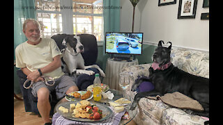 Great Danes make themselves at home visiting their dog friends