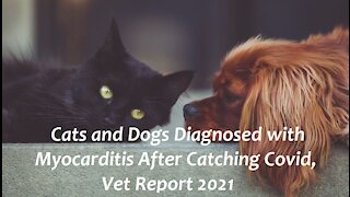 Cats and Dogs Diagnosed with Myocarditis After Catching Covid, Vet Report 2021