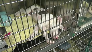 Englewood puppy allegedly abused by owners, making hopeful recovery