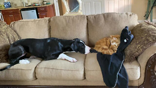 Great Dane Puppy And Cat Enjoy A Nap Together