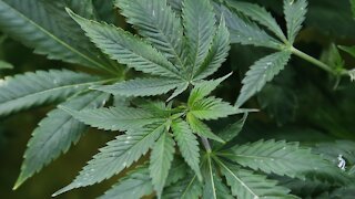House To Make Historic Vote On Marijuana Legalization