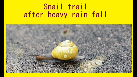 Snail trail - after heavy rain, this little snail went on its travels- UK - June 2020