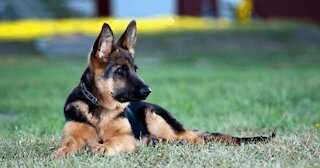 How to train German Shepherd with Aggression Issues
