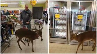 Deer invades US supermarket!