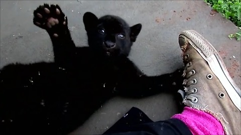 Jaguar cub play fights with human