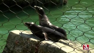 Omaha Zoo previews new sea lion exhibit