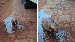 Thirsty Armadillo Is Ecstatic When Offered Water