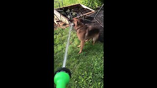 German Shepherd Attempts To "Help" Water The Garden