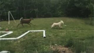 Dog and deer play in the backyard