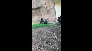 Gorillas having a family dinner