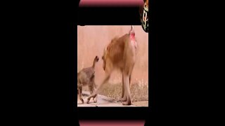 monkey & cat funny video | A monkey forces a cat to make love