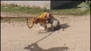 Funny Fake Tiger Prank With Dogs