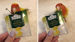 Parrot helps owner prepare her tea