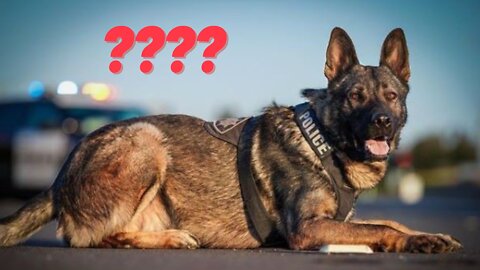 Q: Lawful to Shoot Suspect to Protect K9? A: Nope