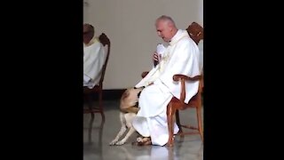 Priest’s Perfect Reaction To Intruding Lost Dog Has People Cheering