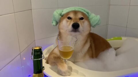Shiba Inu enjoys relaxing soak in the tub