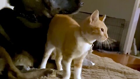 Rescued kitten is completely in love with her new shepherd friend