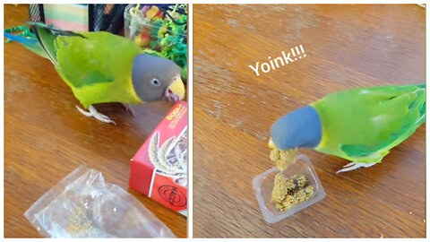 Cheeky Parrot Hilariously Steals Snack