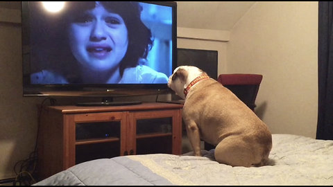 Bulldog Watches A Horror Movie, Does Something INCREDIBLE During Scary Scene